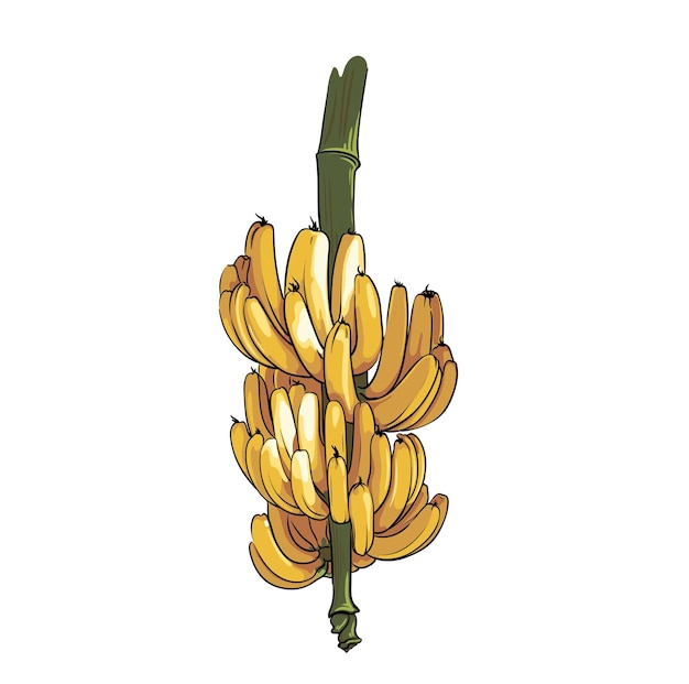 gran racimo de plátanos aislado sobre fondo blanco, primer plano de dibujo de frutas