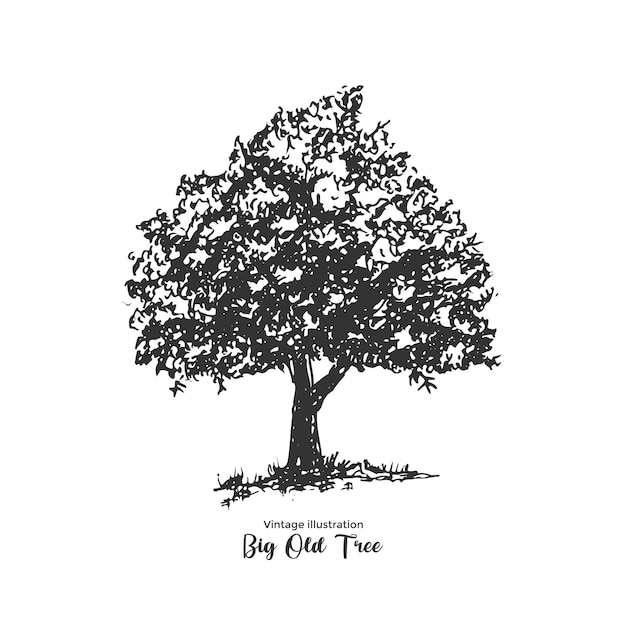Gran viejo árbol vintage boceto dibujado a mano