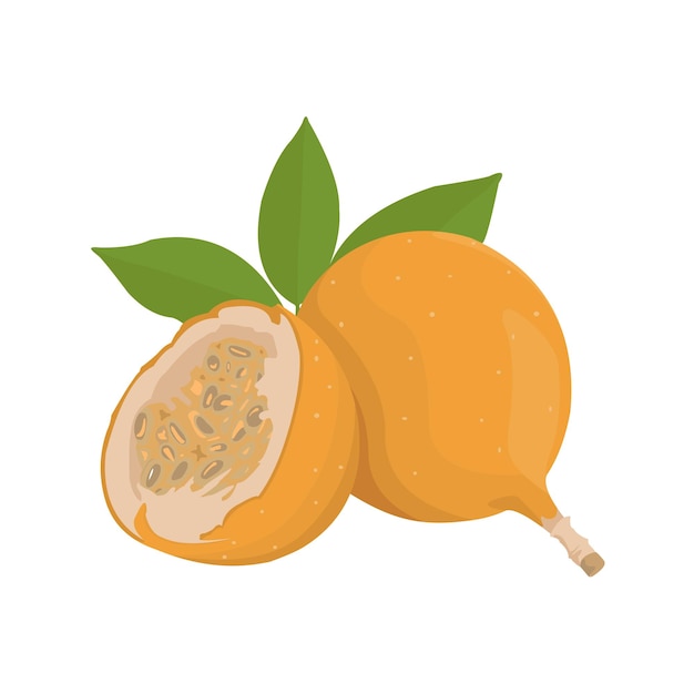 Granadilla fruit vector diseño plano gráfico 2d hd