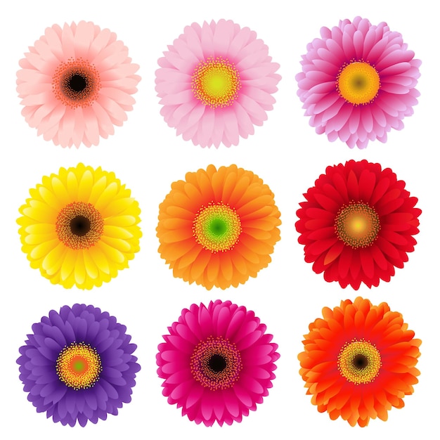 Vector grandes flores de colores gerbers conjunto ilustración