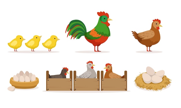Granja de aves de corral con gallinas en cajas huevos de gallo y pollos Ilustración vectorial aislada sobre fondo blanco