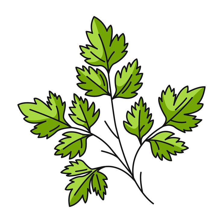 Vector granja o jardín de perejil verduras estacionales contorno vectorial verduras planta ilustración plana saludable