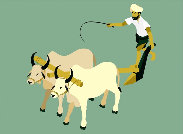 Granjero indio está arando un campo con dos vacas ilustración isométrica