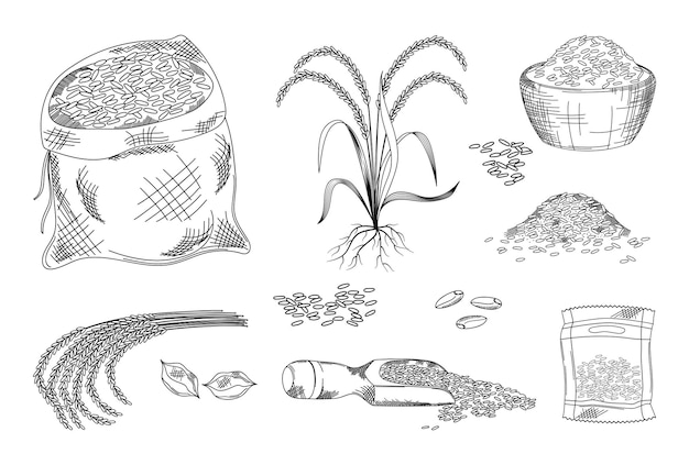 Grano de arroz grano de grano grabado estilo de boceto Brown paddy basmati tazón doodle harina dibujada a mano pila de semillas Elementos aislados de línea Producto de panadería Ilustración vectorial de la cosecha actual