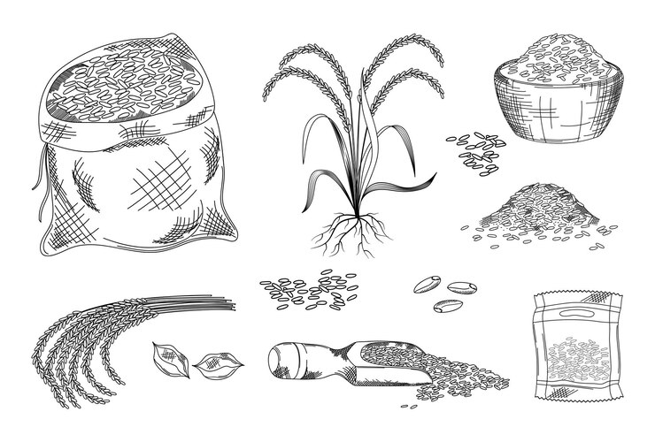 Vector grano de arroz grano de grano grabado estilo de boceto brown paddy basmati tazón doodle harina dibujada a mano pila de semillas elementos aislados de línea producto de panadería ilustración vectorial de la cosecha actual