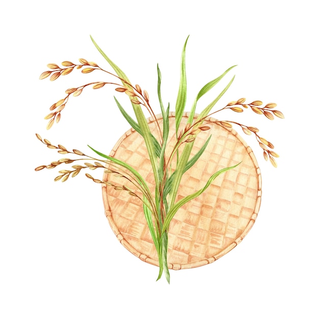 Grano de arroz con tallos y hojas verdes composición bandeja de descascar tradicional hecha a mano de bambú Ilustración de acuarela dibujada a mano aislada del fondo Para etiquetas y envases de productos de arroz