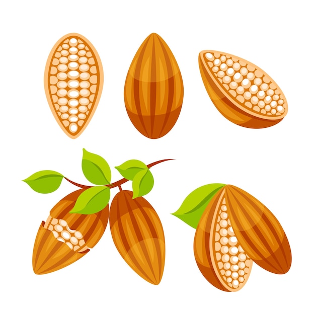 El grano de cacao entero cortado en mitades y chocolate