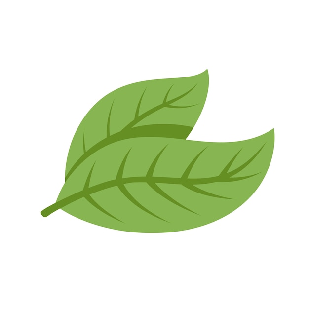 Granos de cacao aislados sobre un fondo blanco