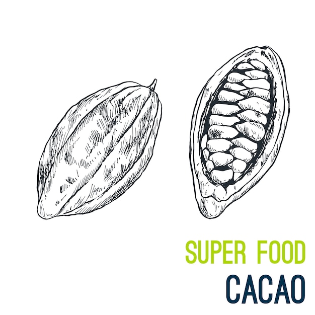 Granos de cacao. súper comida dibujada a mano