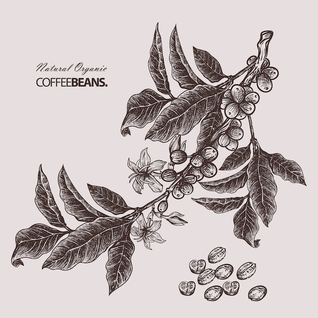 granos de café dibujados a mano
