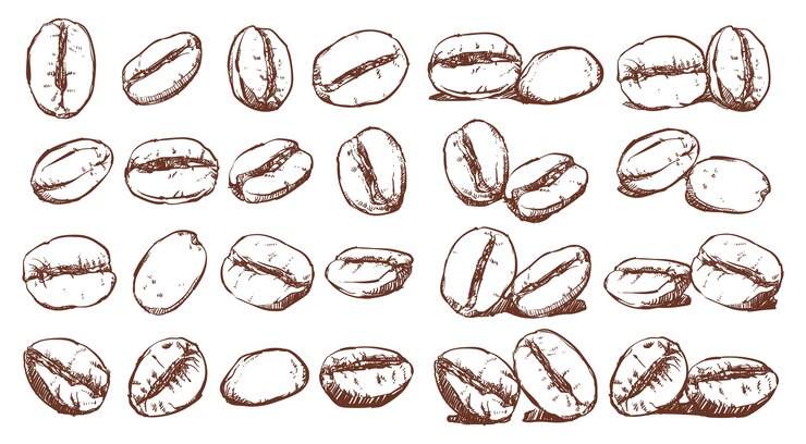 Vector granos de café