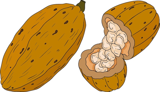 Granos de chocolate de cacao dibujado a mano ilustración vectorial de color es estilo boceto Alimentos orgánicos saludables