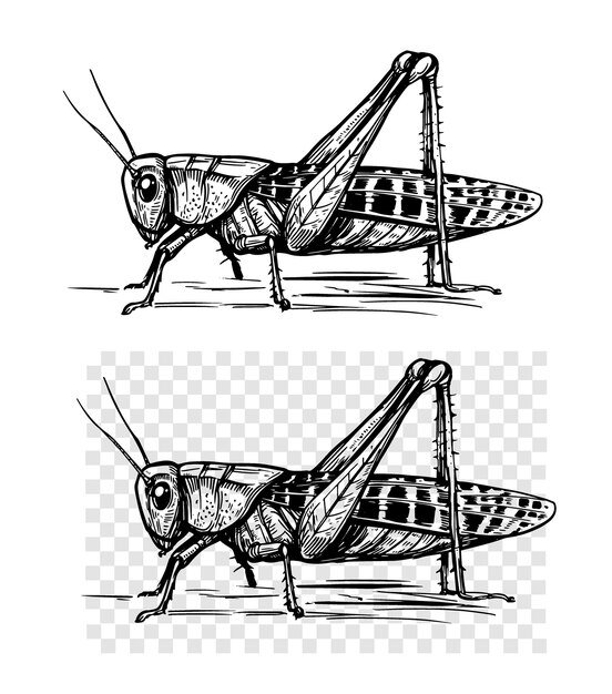 Grasshopper estilo de grabado realista dibujado a mano ilustración vectorial contorno negro
