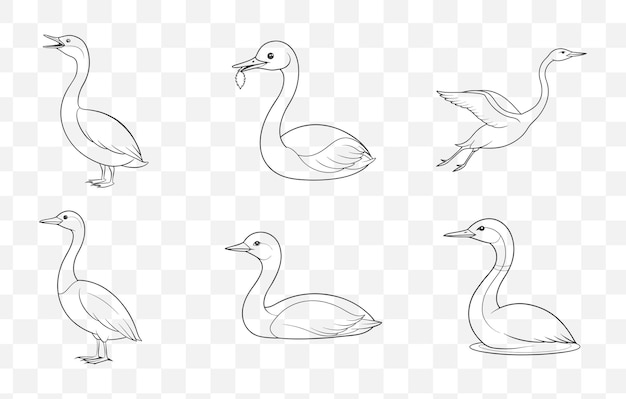 Grebe Bird Line Art Vector Set con elegantes y detalladas ilustraciones de Grebe Perfecto para la vida silvestre