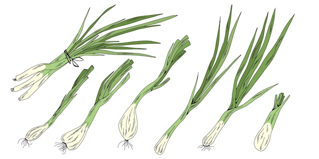 Green Onion Clipart Bundle Colorful Hand Drawn Vegetable Set for Kitchen and Food Design