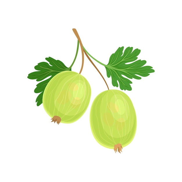 Grosella espinosa verde en el tallo con hojas Ilustración vectorial sobre fondo blanco