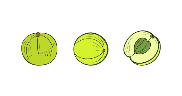 Grosellas espinosas vectoriales establecen amla ilustración bayas aisladas sobre fondo blanco