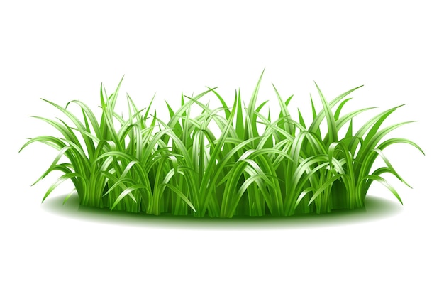 Vector una gruesa mata de hierba verde, jugosa y brillante. símbolo de un césped de verano aislado en un fondo blanco. ilustración vectorial