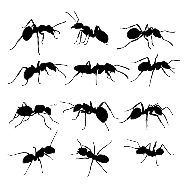 un grupo de hormigas y hormigas se muestran en un fondo blancoInsectos hormigas hormigas Emmet pismire banne