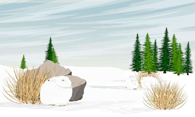 Un grupo de lindas liebres polares blancas se esconde del viento detrás de grandes piedras bosque de abetos