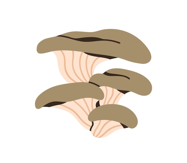 Grupo de setos de ostras Fungos comestibles Ramo de setos con tapas branquiales Estípido Alimento forestal de otoño Fungos de otoño Pleurotus ostreatus Ilustración vectorial gráfica plana aislada sobre fondo blanco