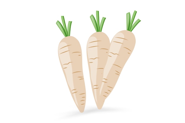 Grupo de tres icono de zanahorias blancas aislado en la ilustración de vector de fondo blanco