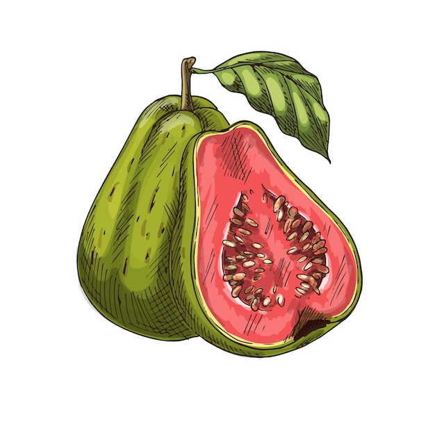 Guayaba fruta tropical vector dibujo aislado icono