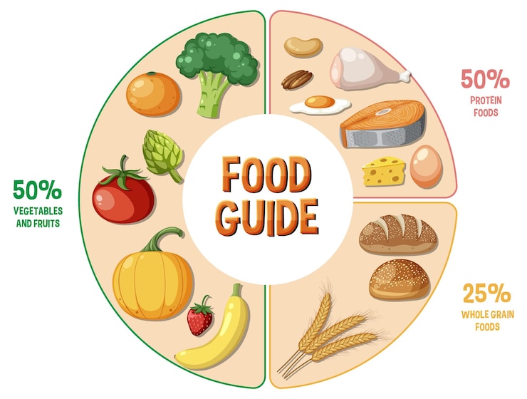 Vector guía de alimentos con macronutrientes círculo de nutrición equilibrada