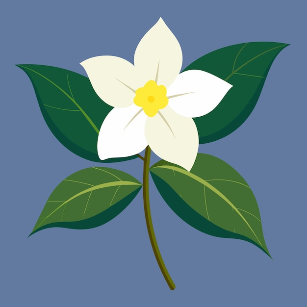 Guía de las flores perfumadas de jazmín