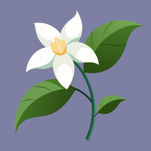 Guía de las flores perfumadas de jazmín
