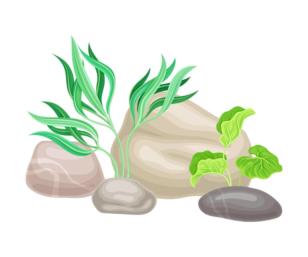 Guijarros lisos o piedras marinas con algas marinas e ilustración vectorial de algas