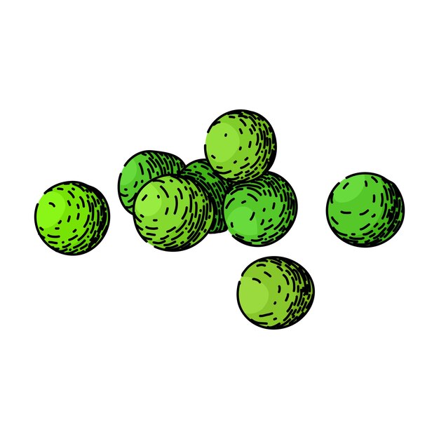 guisante saludable dibujado a mano vegetal fresco verde natural comer guisante crudo y saludable dibujo vectorial ilustración de color aislada