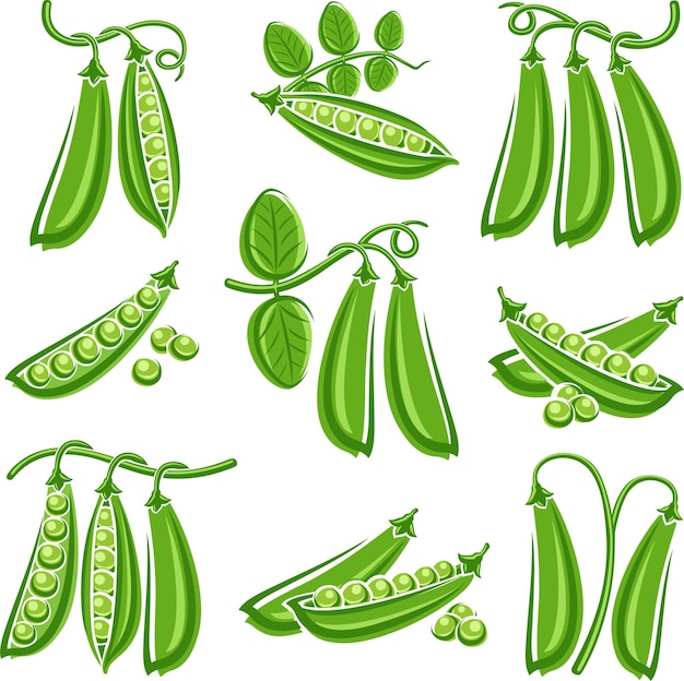 guisantes, conjunto, vector