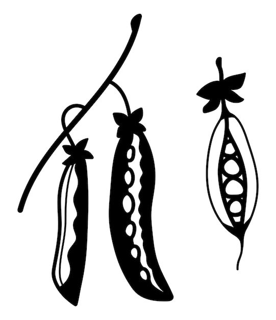 Vector guisantes dibujados a mano aislados doodle iconos vectoriales de vainas de guisantes