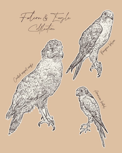 Halcón y águila mano dibujar boceto.