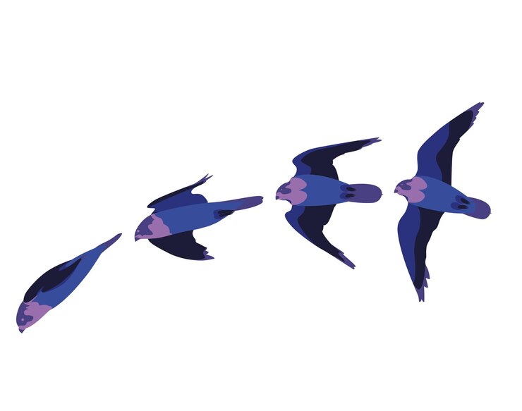 Vector halcón picado