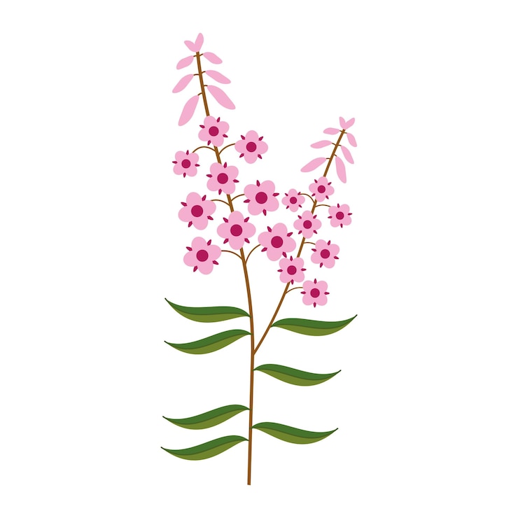 Vector hamerion ciprés de hoja estrecha ivantea rosa mosqueta grande una ramita de ciprés es una hierba de campo en flor ilustración vectorial botánica