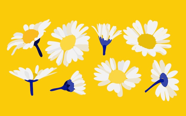 Vector hamomile sobre un fondo amarillo ilustración de flores decorativas en estilo de dibujo a mano