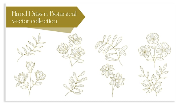 hand drawn botanical vector collection set