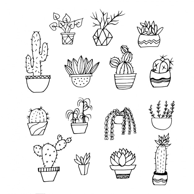 Handdrawn cactus, colección de suculentas