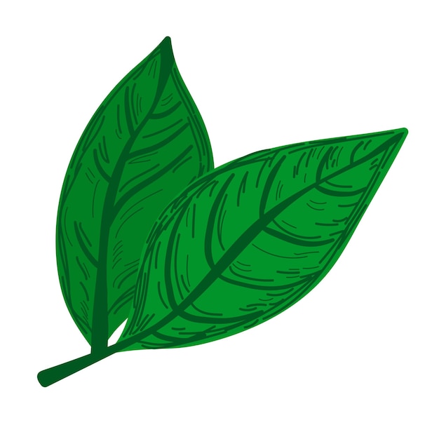 Handdrawn green leaves sketch leaf illustration for eco designs sticker