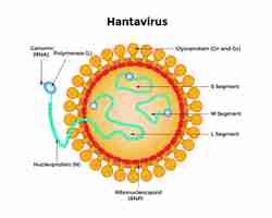 Vector hantavirus con la máscara médica de protección hantavirus concepto de emergencia