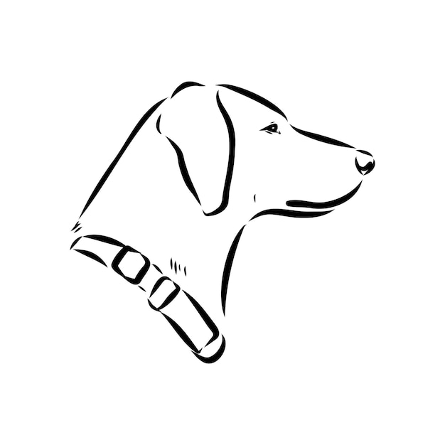 Happy American Foxhound es un perro espiador retrato de Foxhound ilustración vectorial en blanco y negro