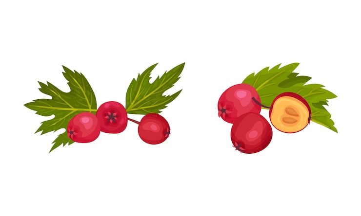 Vector hawthorn berry como red round small pome fruits vector set (conjunto vectorial de frutos redondos y pequeños)