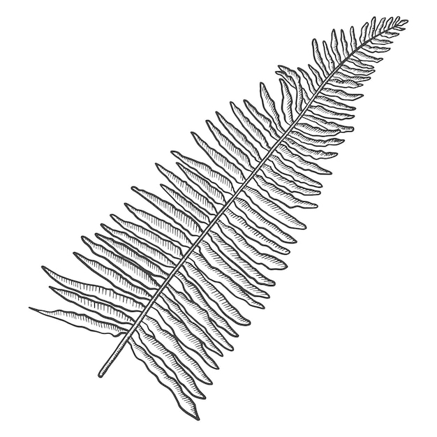 Helecho plano planta de hoja tropical aislado doodle boceto dibujado a mano con estilo de contorno