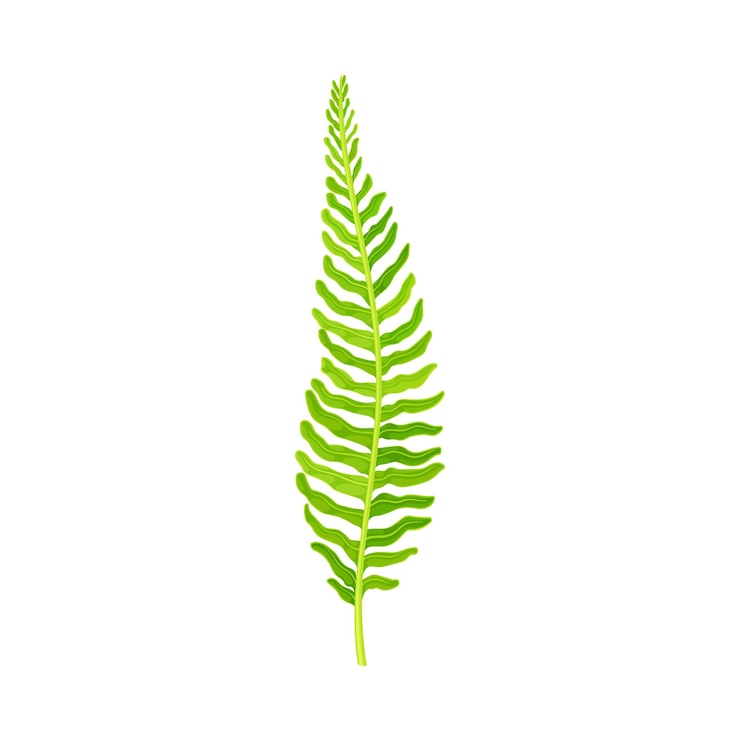 Vector el helecho verde como planta vascular con tallo y hojas complejas ilustración vectorial