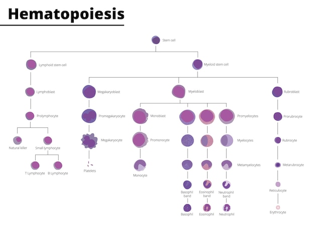 Vector hematopoyesis diferenciación de células sanguíneas infográficas células madre derivadas de células sanguíneas e inmunitarias