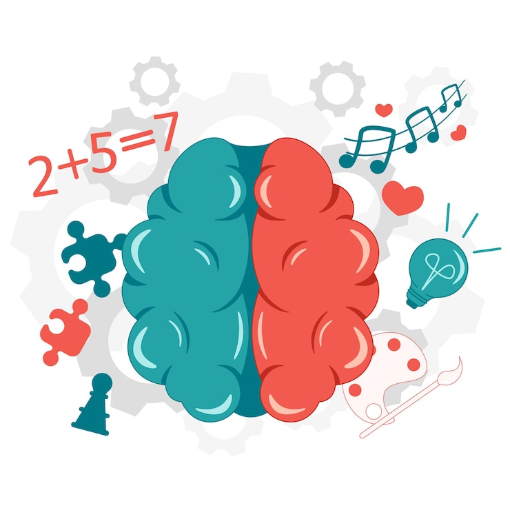 Vector hemisferios derecho e izquierdo del cerebro izquierda lógica y análisis derecho creatividad emociones estilo plano