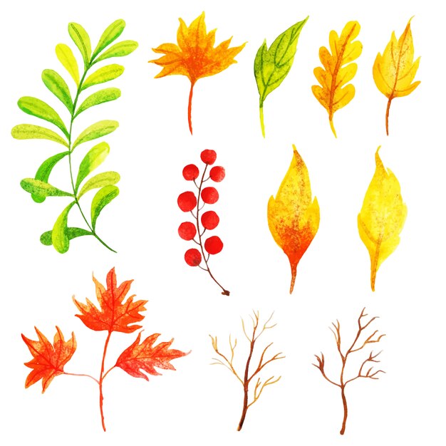 Hermosa acuarela Colección de hojas de otoño