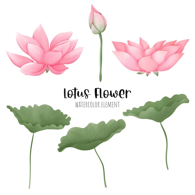 Hermosa acuarela de flor de loto